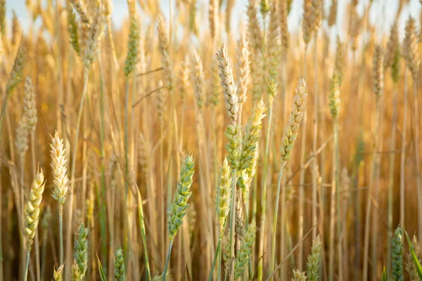 Спелые пшеницы в поле — стоковое фото