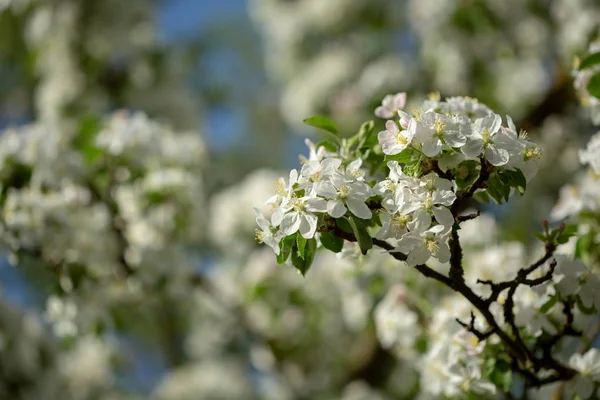 나뭇가지에 흰색 봄 꽃 — 스톡 사진