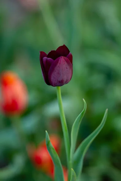 Un tulipán sobre fondo verde — Foto de Stock