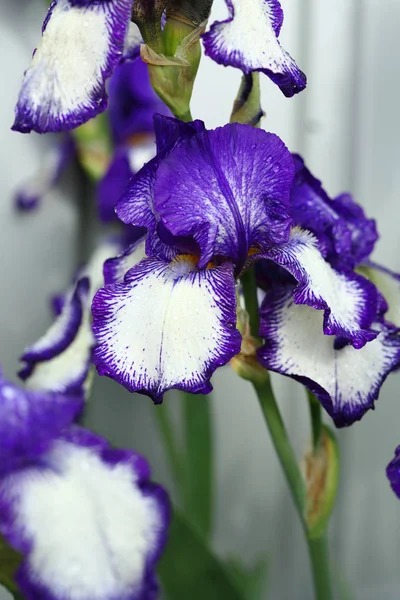 Blühende blaue Irisblüten — Stockfoto