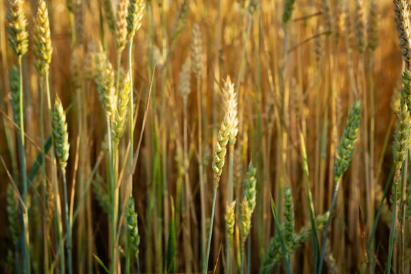 Campo de trigo close-up — Fotografia de Stock