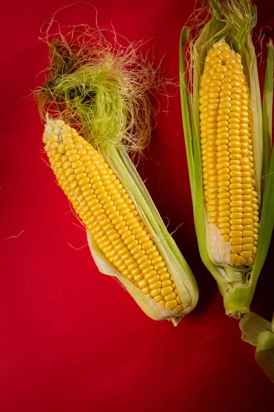 Verse biologische maïskolven die hierboven — Stockfoto