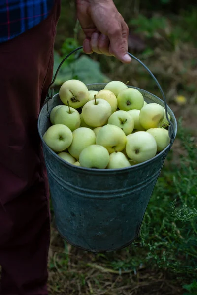 Fresh farmer apples, local food