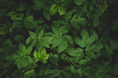 karanlık doğa deseni