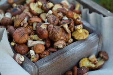 Kutuda orman mantarları