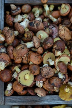 taze orman mantar yukarıdaki