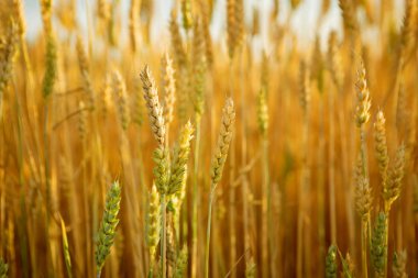 Sarı olgun buğdaylar ile Peyzaj 