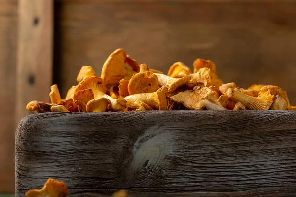 Chanterelles em caixa de madeira — Fotografia de Stock