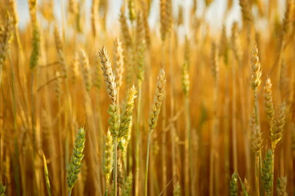 Пейзаж с желтыми спелыми пшеницами — стоковое фото