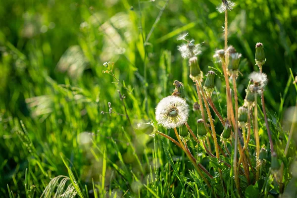 Summer green nature and flowers — Stock Photo, Image