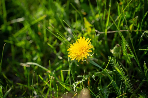 Summer green nature with dandelion — Stock Photo, Image