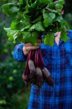 taze beetroots demet