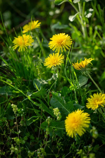 Yellow flowers on green background — Stock Photo, Image