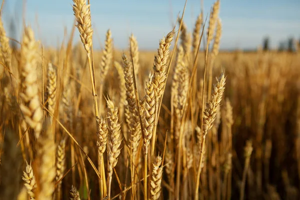 Campo com espiga de trigo madura — Fotografia de Stock