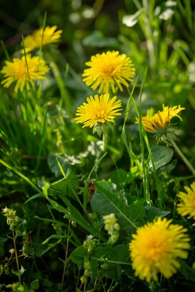 Green nature spring background — Stock Photo, Image