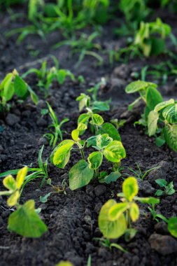 Küçük soya bitkileri, doğa