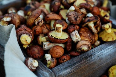 Sandıkta taze orman mantarı