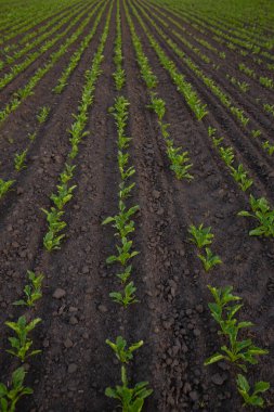 Genç pancarile alan