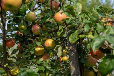 Bahçede elma ağacı, doğa