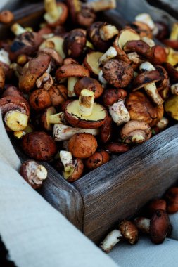 Sandıkta küçük orman mantarı