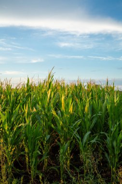 Alan yeşil mısır ve mavi gökyüzü