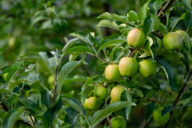 Elma, zengin hasat konsepti