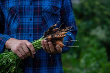 Elinde toprak ile organik havuç
