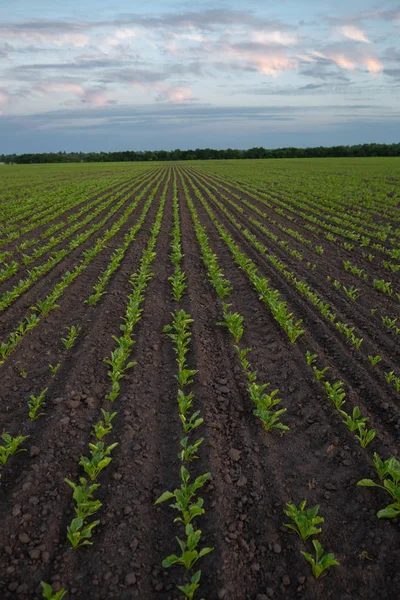 Las plantas jóvenes de remolacha en la tierra — Foto de Stock