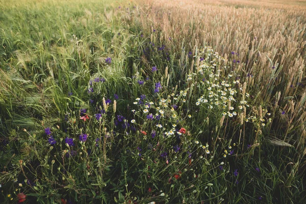 Naturaleza de verano - flores y campo —  Fotos de Stock