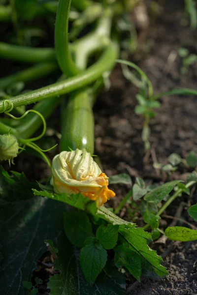 Zucchini plant in green garden — Stok fotoğraf