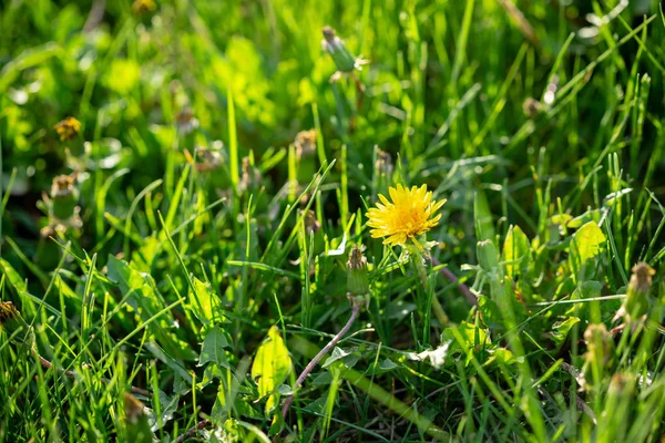 Green spring backgrpund with flower — Stock Photo, Image