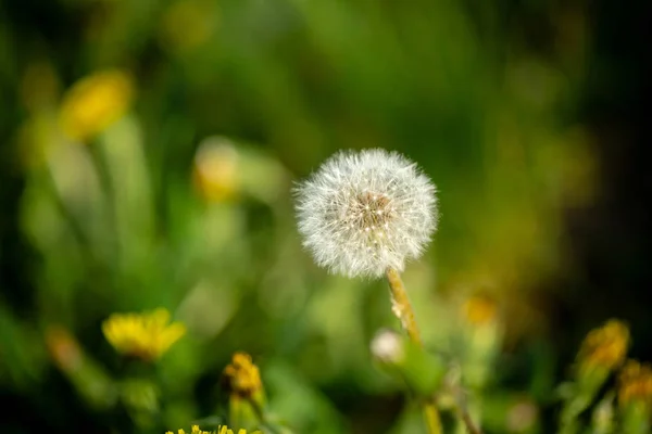 Green background with dandelions — Stock Photo, Image