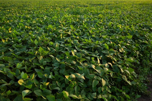 夏季性质的绿色大豆田 — 图库照片
