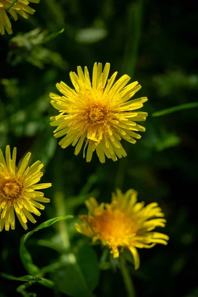 Nature summer background with dandelion — Stock Photo, Image