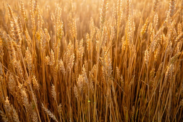 Campo de trigo dourado na luz do sol — Fotografia de Stock