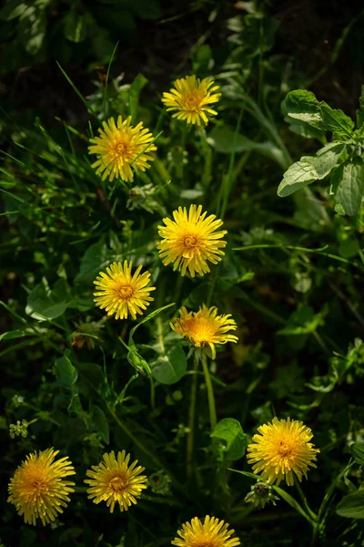 Green meadow with yellow dandelions — Stock Photo, Image