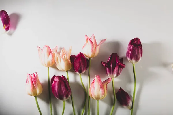 Frische Tulpen Strauß auf weißem Hintergrund — Stockfoto