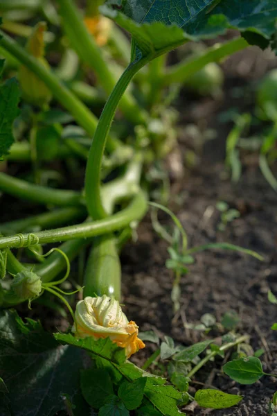 Young zucchini plants on soil — Stock Photo, Image