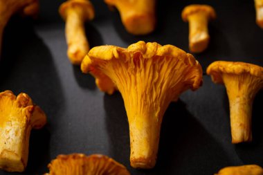 Siyah arka plan üzerinde orman mantarı