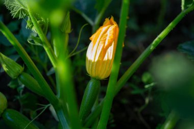 Kabak çiçekleri bahçede yakın çekim