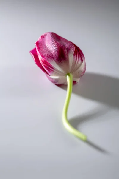 Eine Tulpe auf weißem Hintergrund — Stockfoto