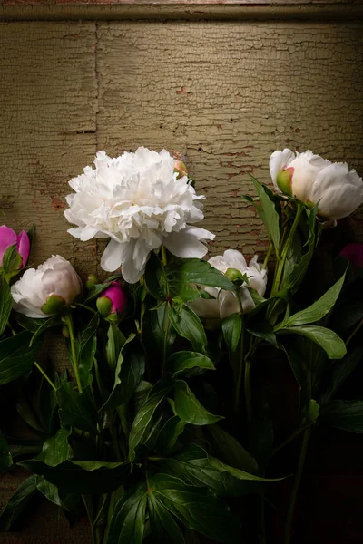 Čerstvé květiny na dřevěné pozadí — Stock fotografie