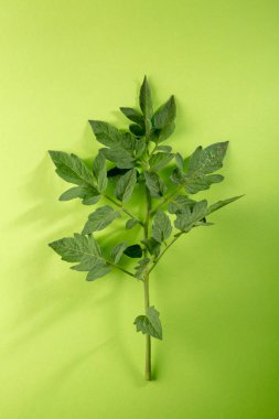 Bir yeşil domates yaprağı