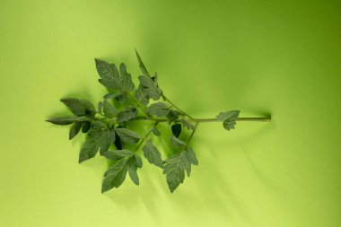 Yeşil üst görünümde yeşil domates dalı