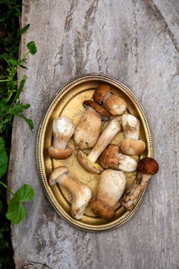 Doğal ahşap arka plan üzerinde orman mantarı