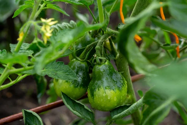 Grön tomat på tomatplantor — Stockfoto