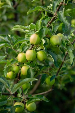 Elma yeşil elma ağacı üzerinde
