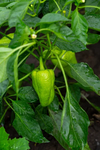 Green pepper plants in water drops — Stock Photo, Image