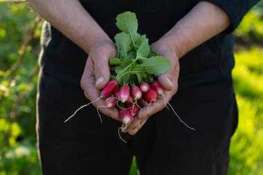 Ellerinde taze organik turp, ev yapımı ürünler.