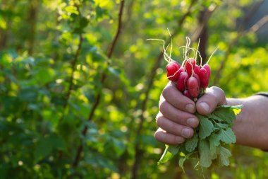 Çiftçilerin eli taze sebze ve bahar turplarıyla dolu.